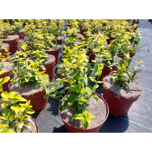 Bršlen Fortuneov (Euonymus Fortunei) ´SHERIDAN GOLD´ - výška 20-30 cm, Ø 20-30 cm, kont. C2L